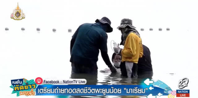 เตรียมถ่ายทอดสด ติดตามชีวิต "มาเรียม" พะยูนน้อย
