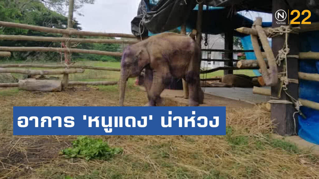 อาการ​ 'หนูแดง'​ น่าห่วง​ ทีมสัตวแพทย์ดูแลใกล้ชิด เตรียมเปลี่ยนชนิดยาต้านไวรัส