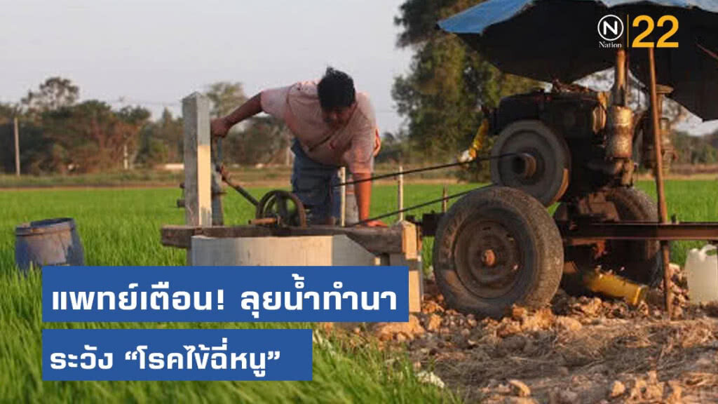 แพทย์เตือนเกษตรกรลุยน้ำทำนา ระวังป่วยโรคไข้ฉี่หนู
