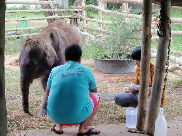 อาการ​ 'หนูแดง'​ น่าห่วง​ ทีมสัตวแพทย์ดูแลใกล้ชิด เตรียมเปลี่ยนชนิดยาต้านไวรัส