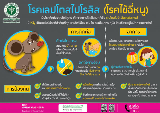 แพทย์เตือนเกษตรกรลุยน้ำทำนา ระวังป่วยโรคไข้ฉี่หนู