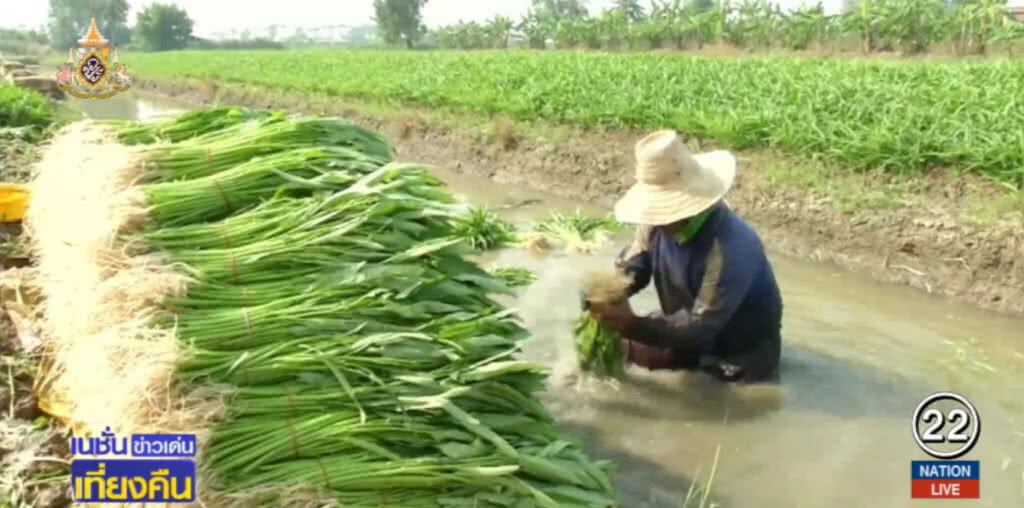 เบรก!....บิดเบือนกลไกตลาดช่วยเกษตรกร