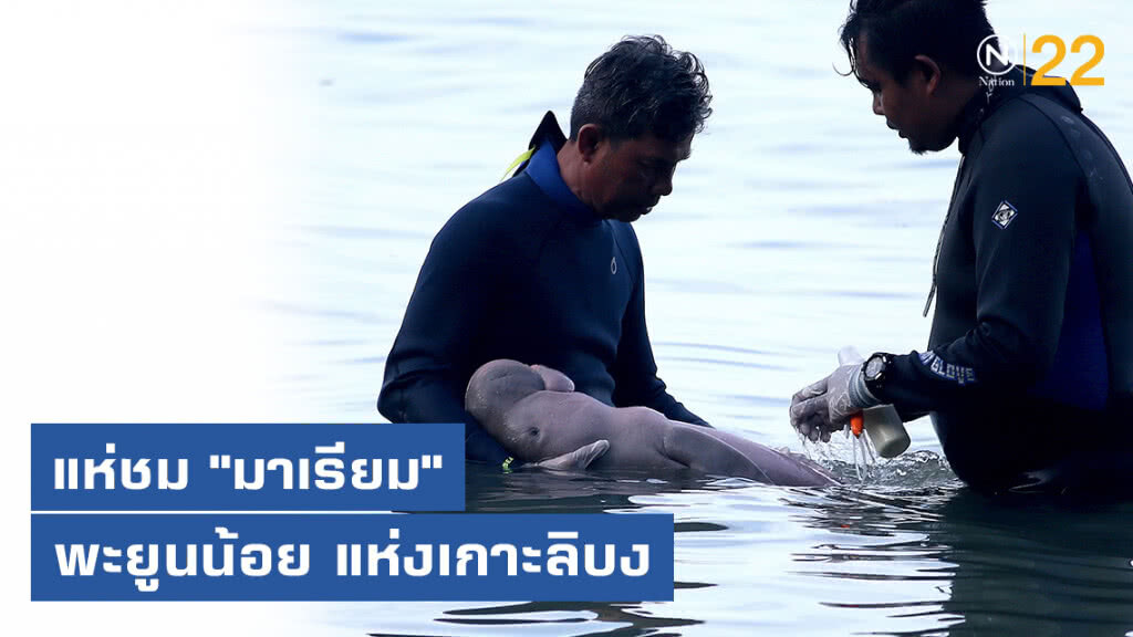 แห่ชม "มาเรียม" พะยูนน้อย แห่งเกาะลิบง
