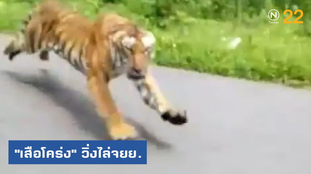 "เสือโคร่ง" วิ่งไล่จยย.ในอินเดีย