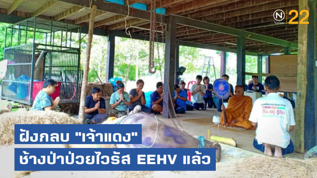 ฝังกลบ "เจ้าแดง" ช้างป่าป่วยไวรัส EEHV แล้ว ฝังกลบ "เจ้าแดง" ช้างป่าป่วยไวรัส EEHV แล้ว