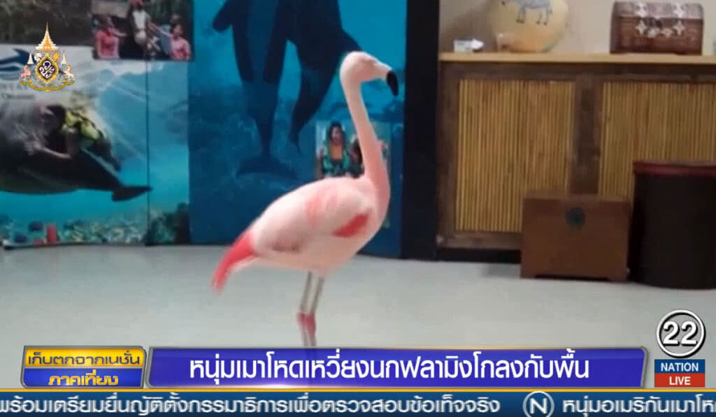 หนุ่มเมาโหด เหวี่ยงนกฟลามิงโกลงกับพื้น