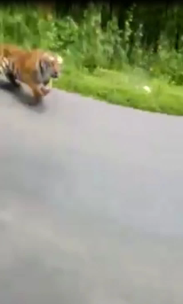 "เสือโคร่ง" วิ่งไล่จยย.ในอินเดีย