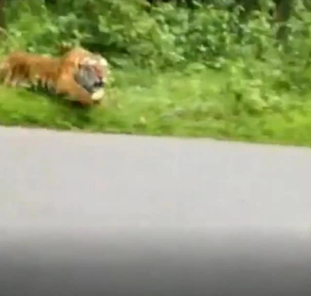 "เสือโคร่ง" วิ่งไล่จยย.ในอินเดีย