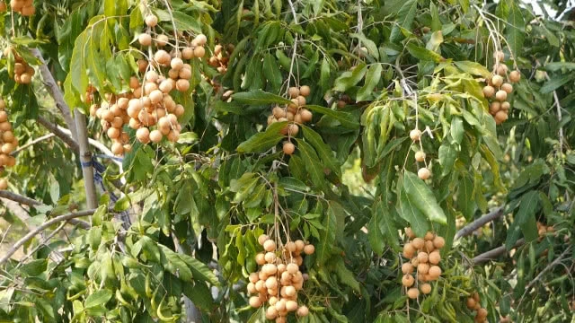 ยกระดับลำไยไทยบุกต่างประเทศ