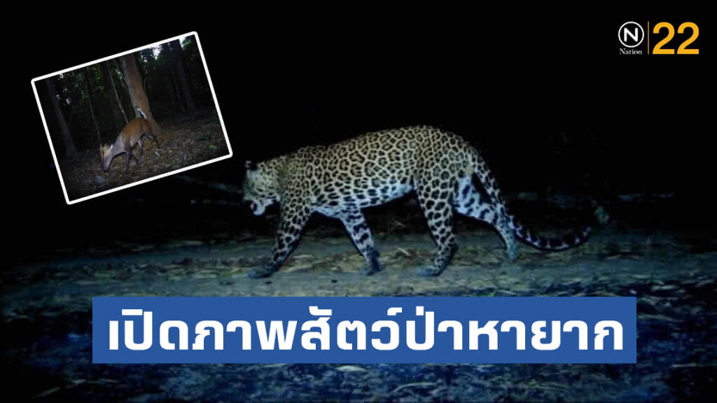 เปิดภาพสัตว์ป่าหายากในพื้นที่ "สลักพระ" !! เปิดภาพสัตว์ป่าหายากในพื้นที่ "สลักพระ" !!