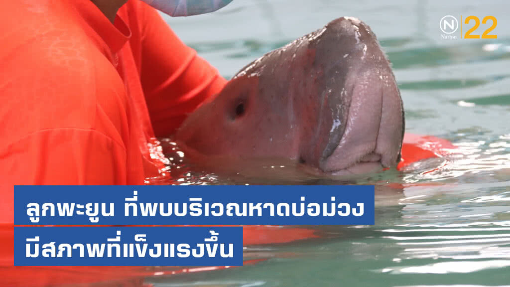 ลูกพะยูน ที่พบบริเวณชายหาดบ่อม่วง จ.กระบี่ มีสภาพแข็งแรงขึ้น ลูกพะยูน ที่พบบริเวณชายหาดบ่อม่วง จ.กระบี่ มีสภาพแข็งแรงขึ้น