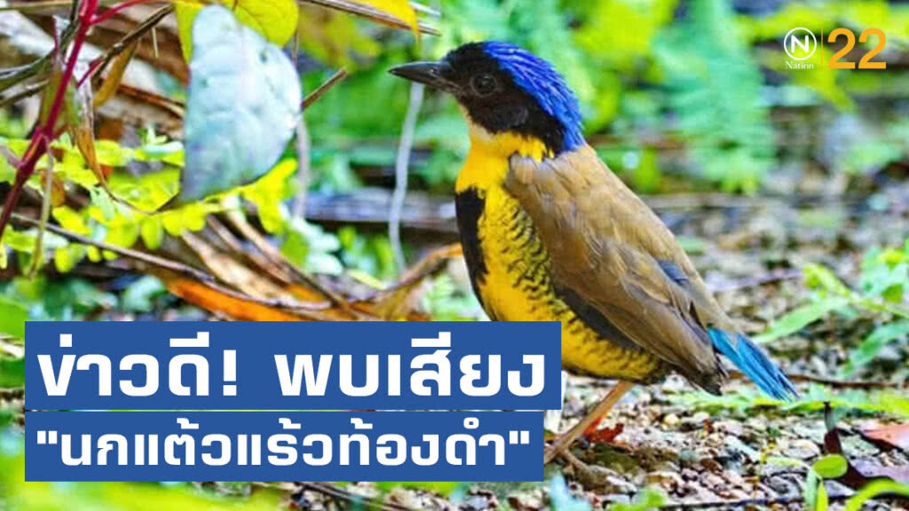 ข่าวดี! พบเสียง"นกแต้วแร้วท้องดำ"เขาประ-บางคราม