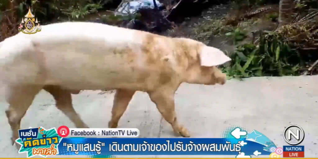 หมูแสนรู้.....เดินตามเจ้าของไปผสมพันธุ์ สร้างรายได้นับหมื่นต่อเดือน