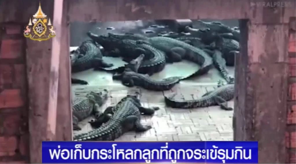 สุดสลด!....เด็ก 2 ขวบ ตกไปในบ่อจระเข้ ถูกรุมกินเหลือแต่กระโหลก