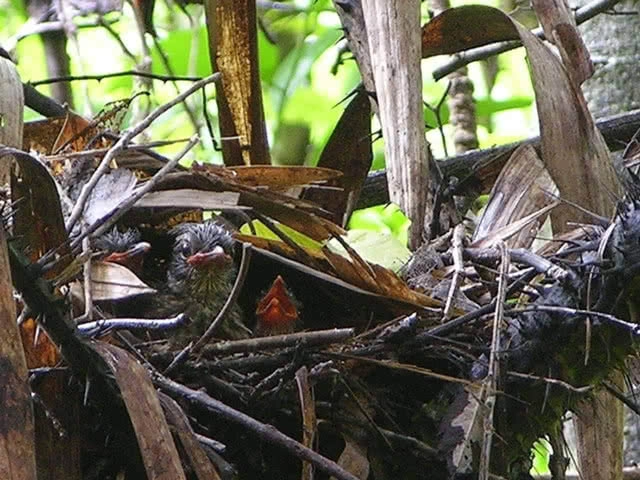 ข่าวดี! พบเสียง"นกแต้วแร้วท้องดำ"เขาประ-บางคราม