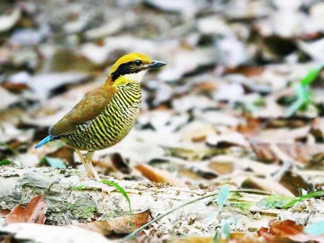 ข่าวดี! พบเสียง"นกแต้วแร้วท้องดำ"เขาประ-บางคราม