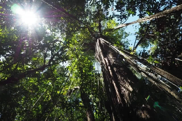 ข่าวดี! พบเสียง"นกแต้วแร้วท้องดำ"เขาประ-บางคราม