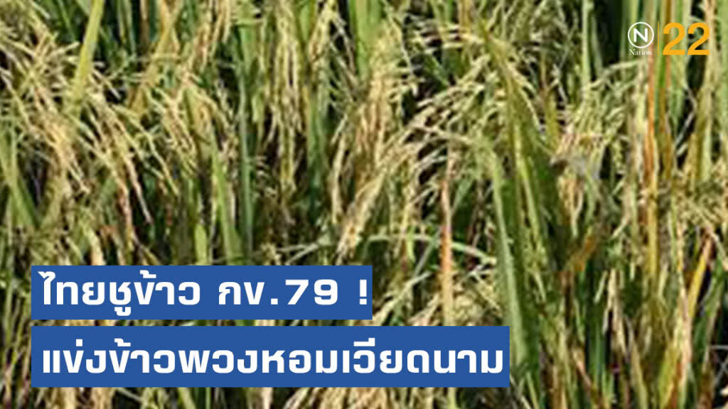 ไทยชูข้าว กข.79 ! แข่งข้าวพวงหอมเวียดนาม