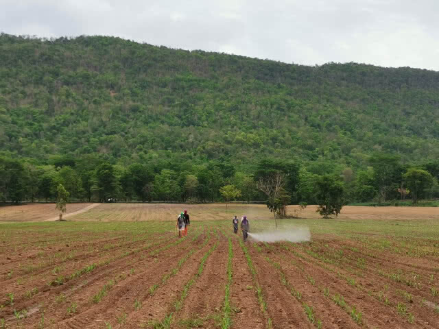 นิทานหลอกเด็ก​ 'เกษตร​อินทรีย์' เมื่อเกษตรกรยังต้องพึ่งพาสารเคมี​ และยังไม่มีสารทดแทน