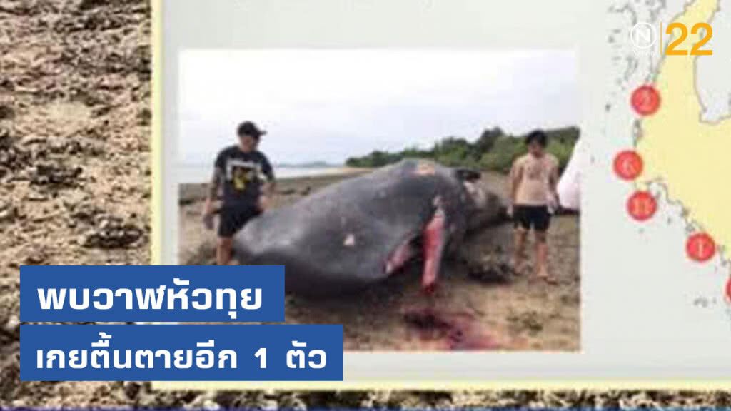 พบสัตว์ทะเลหายาก "วาฬหัวทุย" เกยตื้นตายอีก 1 ตัว