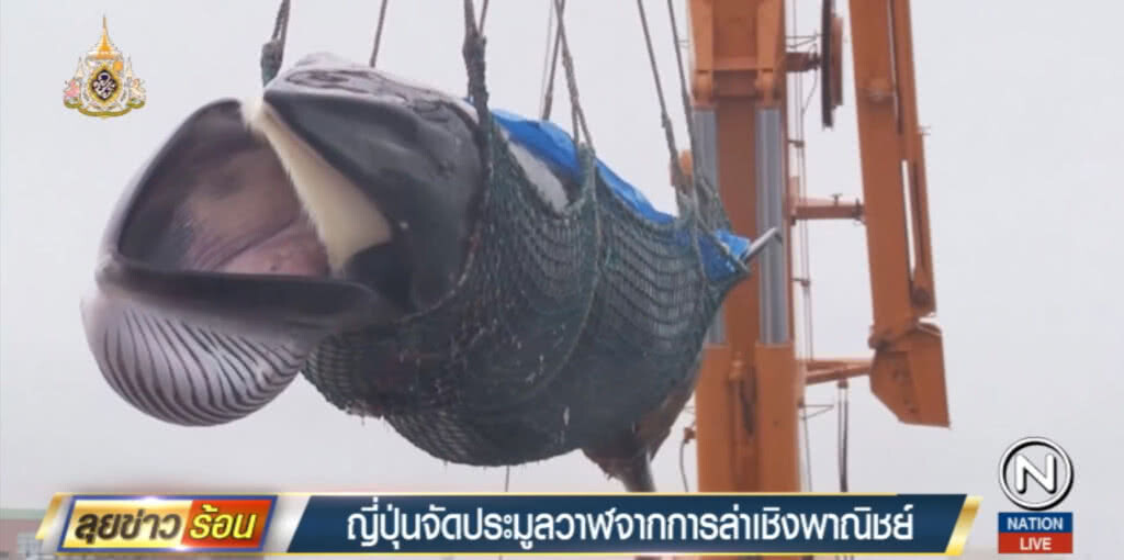 ญี่ปุ่นจัดประมูล "เนื้อวาฬ" บางชิ้นราคาสูงกว่า 4 พันบาท
