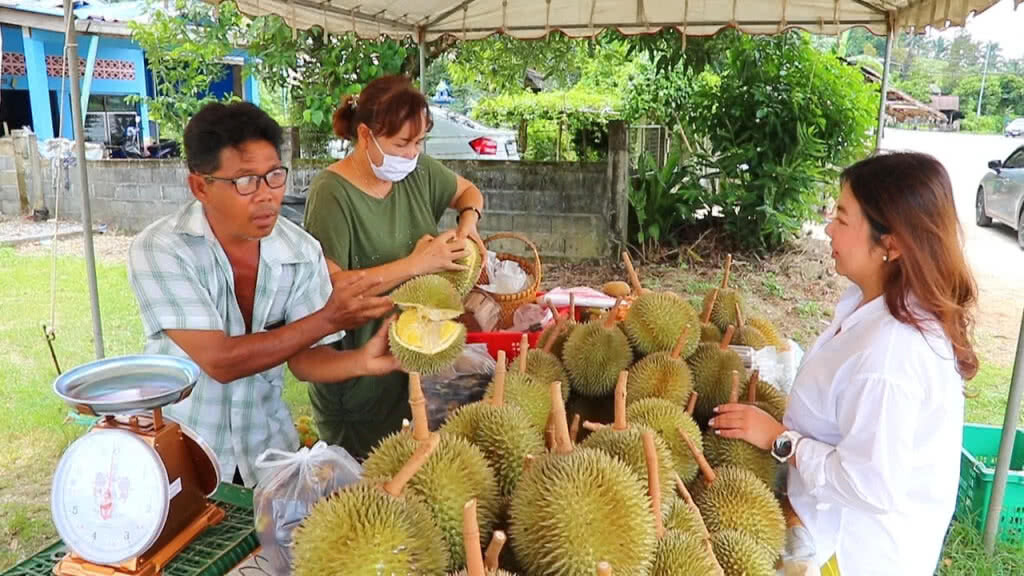 "สาลิกา" สุดยอดทุเรียนเบอร์1ภาคใต้ ออกสู่ตลาดแล้ว...!!