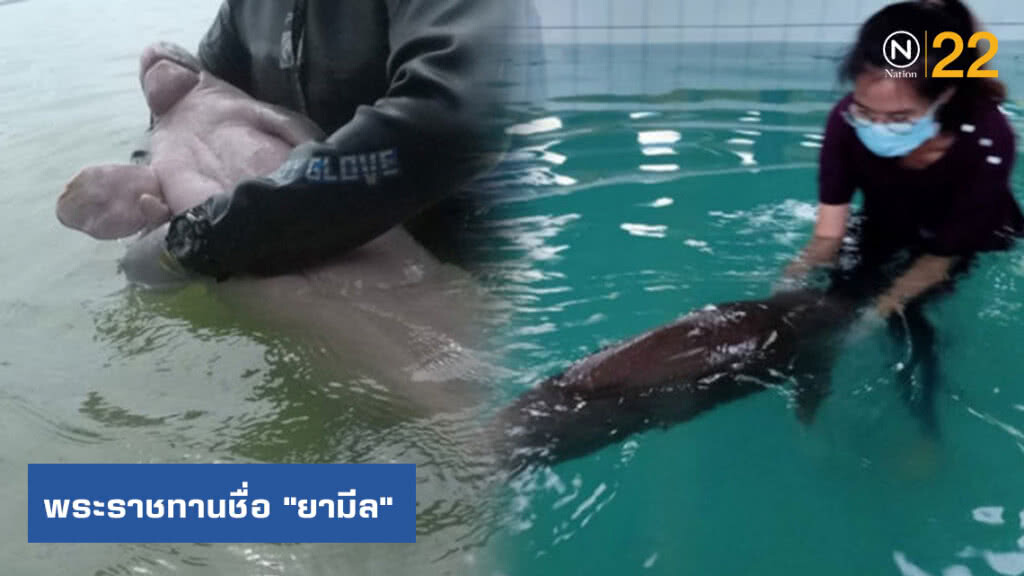 พระองค์หญิงฯ ทรงพระราชทานชื่อ "ยามีล" ให้แก่ลูกพะยูนเกยตื้น