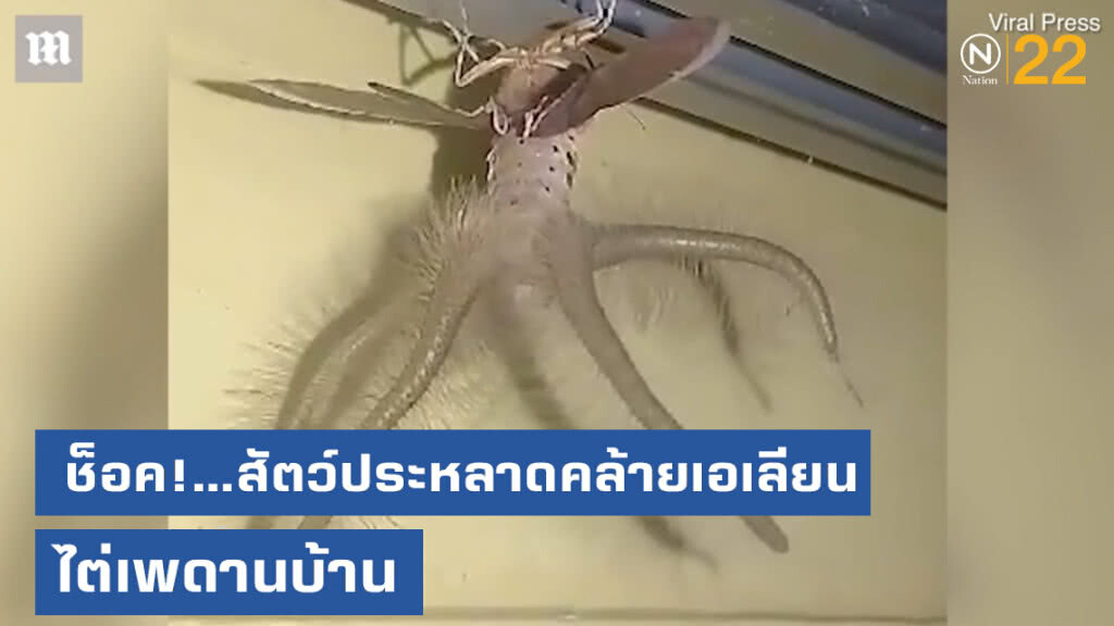 สุดช็อค!...หนุ่มอินโดฯ เจอสัตว์ประหลาดคล้ายเอเลียน ไต่เพดานบ้าน สุดช็อค!...หนุ่มอินโดฯ เจอสัตว์ประหลาดคล้ายเอเลียน ไต่เพดานบ้าน