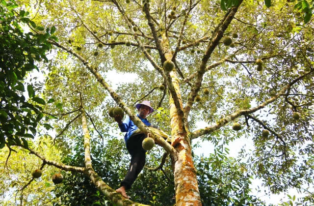 "สาลิกา" สุดยอดทุเรียนเบอร์1ภาคใต้ ออกสู่ตลาดแล้ว...!!