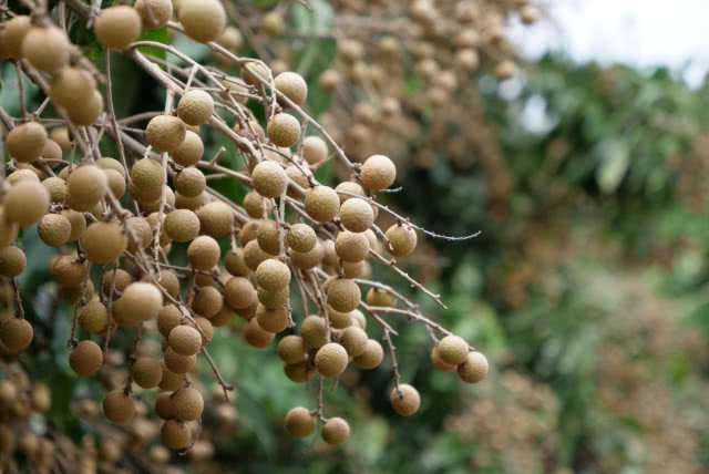 พาณิชย์เร่งใช้ประโยชน์จาก FTA นำลำไยบุกตลาดต่างประเทศ