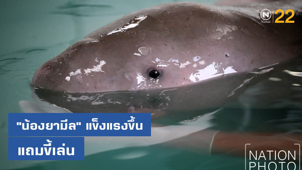 "น้องยามีล" แข็งแรงขึ้น ค่อนข้างมีอาการขี้เล่น