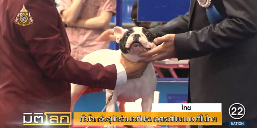 ทั่วโลกส่ง "น้องหมา" กว่า 5 พันตัว ร่วมประกวดระดับชาติที่เมืองไทย