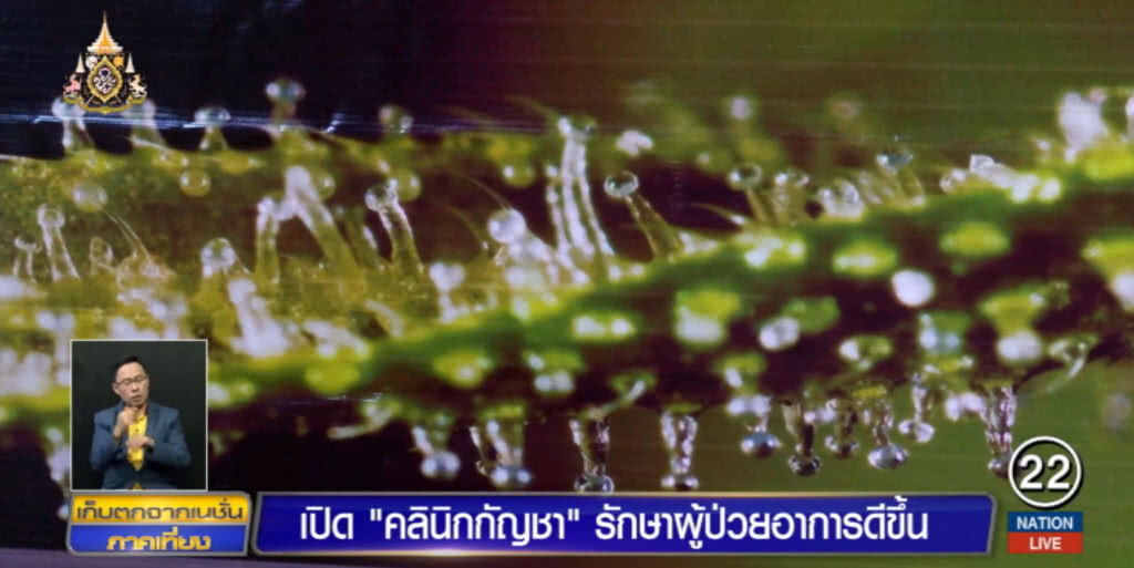 เปิด "คลินิกกัญชา" รักษาผู้ป่วย พบอาการดีขึ้นใน 7 วัน