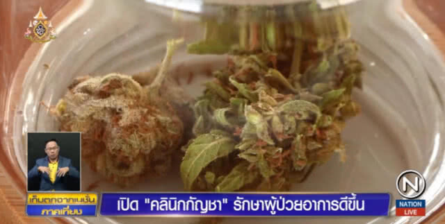 เปิด "คลินิกกัญชา" รักษาผู้ป่วย พบอาการดีขึ้นใน 7 วัน