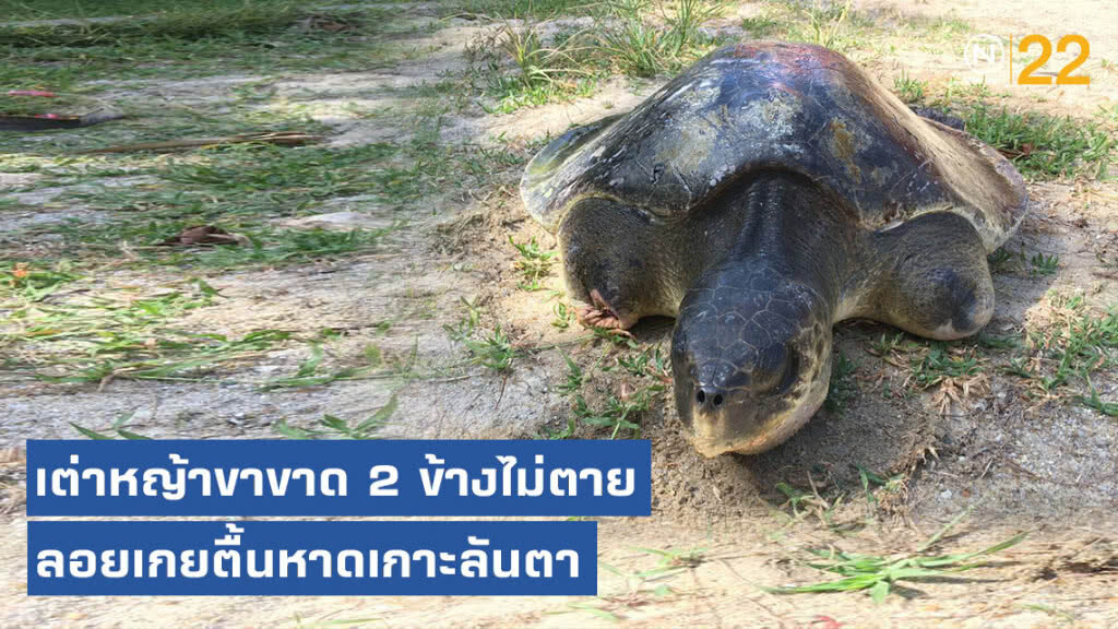 สุดอนาถ! เต่าหญ้าขาขาด 2 ข้างยังไม่ตาย ลอยเกยตื้นชายหาดเกาะลันตา