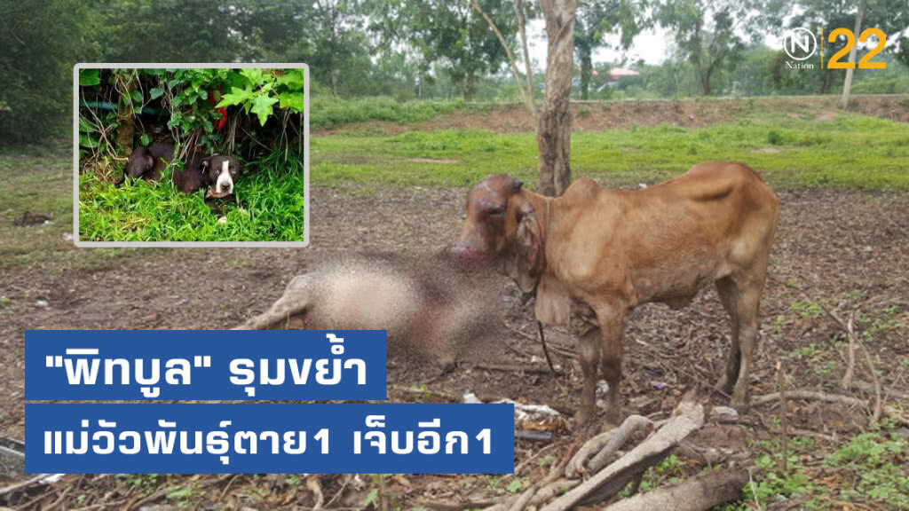 "พิทบูล" รุมขย้ำแม่วัวพันธุ์ตาย1 เจ็บอีก1