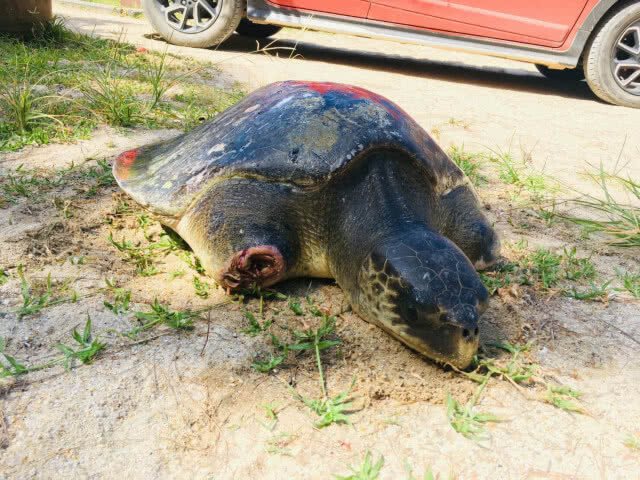สุดอนาถ! เต่าหญ้าขาขาด 2 ข้างยังไม่ตาย ลอยเกยตื้นชายหาดเกาะลันตา