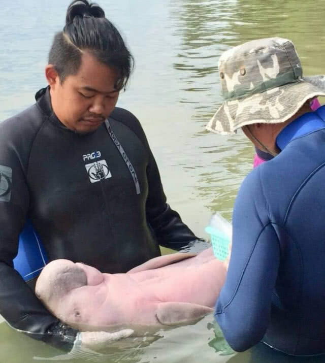 เปิดการไลฟ์สดติดตามเฝ้าระวังพะยูนน้อย​ 2​ ตัว​ ตลอด​ 24​ ชม.​ อย่างเป็นทางการ