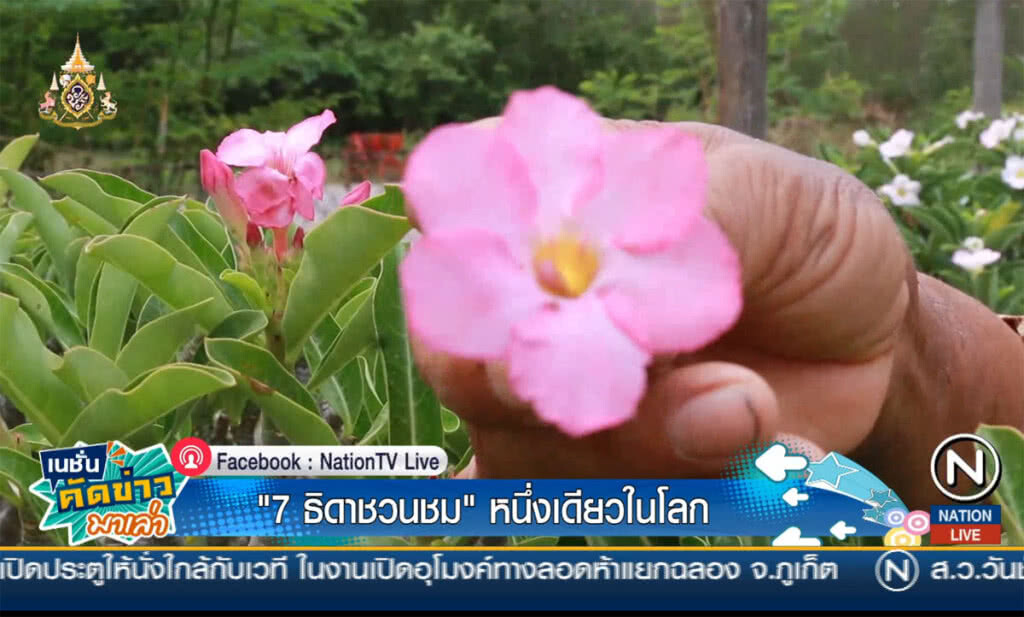 7 ธิดาชวนชม หนึ่งเดียวในโลก 7 ธิดาชวนชม หนึ่งเดียวในโลก