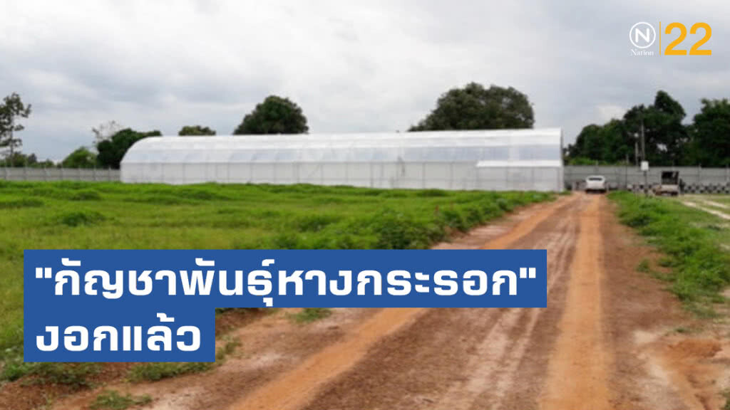 "กัญชาพันธุ์หางกระรอก" งอกแล้วที่ ม.ราชมงคลสกลนคร