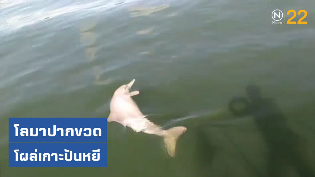 เฮลั่น! "โลมาปากขวด" โผล่เล่นน้ำหน้าเกาะปันหยี