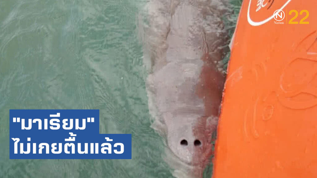 พัฒนาการพะยูนน้อย "มาเรียม" ไม่เกยตื้นแล้ว เริ่มเรียนรู้กินหญ้าด้วยตัวเอง