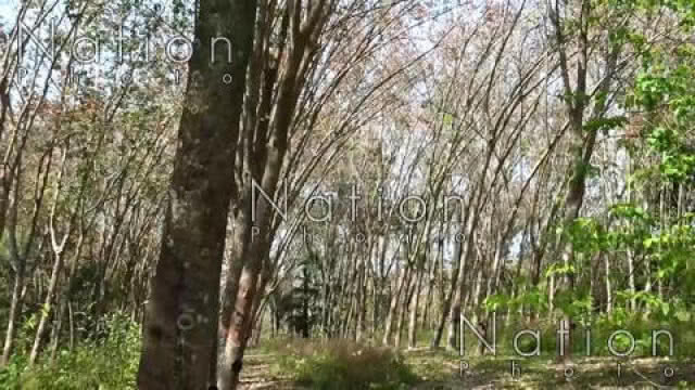 "บิ๊กตู่" ไฟเขียว ใช้ยางพารา 2หมื่นตัน ทำถนน400เส้นทางทั่วประเทศ