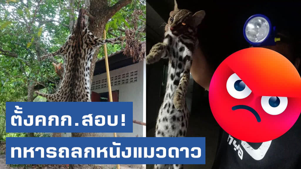 ตั้งคณะกรรมการสอบ! ทหารถลกหนังแมวดาว หลังภาพแชร์ว่อนโซเชียล