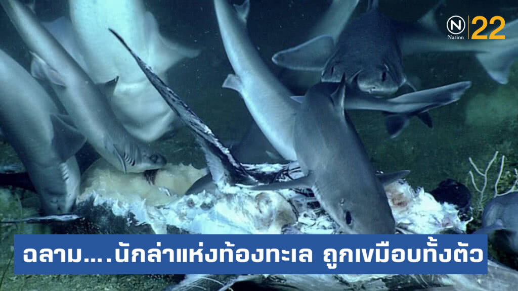 ฉลาม....นักล่าแห่งท้องทะเล ถูกเขมือบทั้งตัว ฉลาม....นักล่าแห่งท้องทะเล ถูกเขมือบทั้งตัว