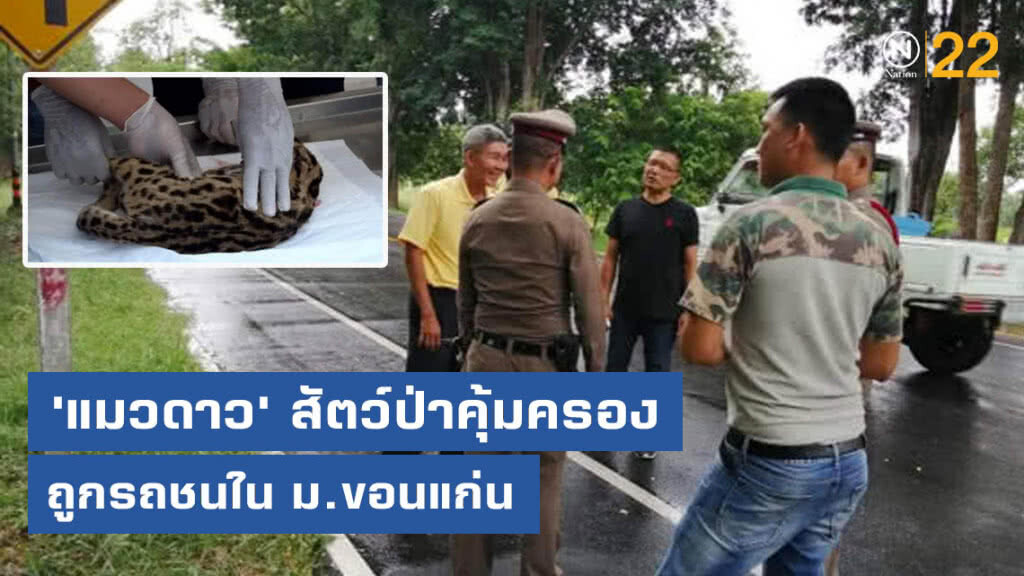 เร่งสอบซาก 'แมวดาว' ถูกรถชนใน ม.ขอนแก่น เร่งสอบซาก 'แมวดาว' ถูกรถชนใน ม.ขอนแก่น