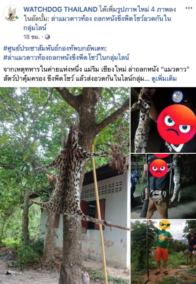 ตั้งคณะกรรมการสอบ! ทหารถลกหนังแมวดาว หลังภาพแชร์ว่อนโซเชียล