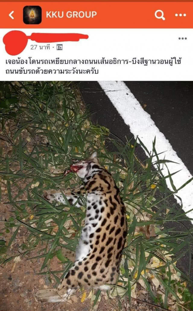 เร่งสอบซาก​ 'แมวดาว'​ ถูกรถชนใน ม.ขอนแก่น 