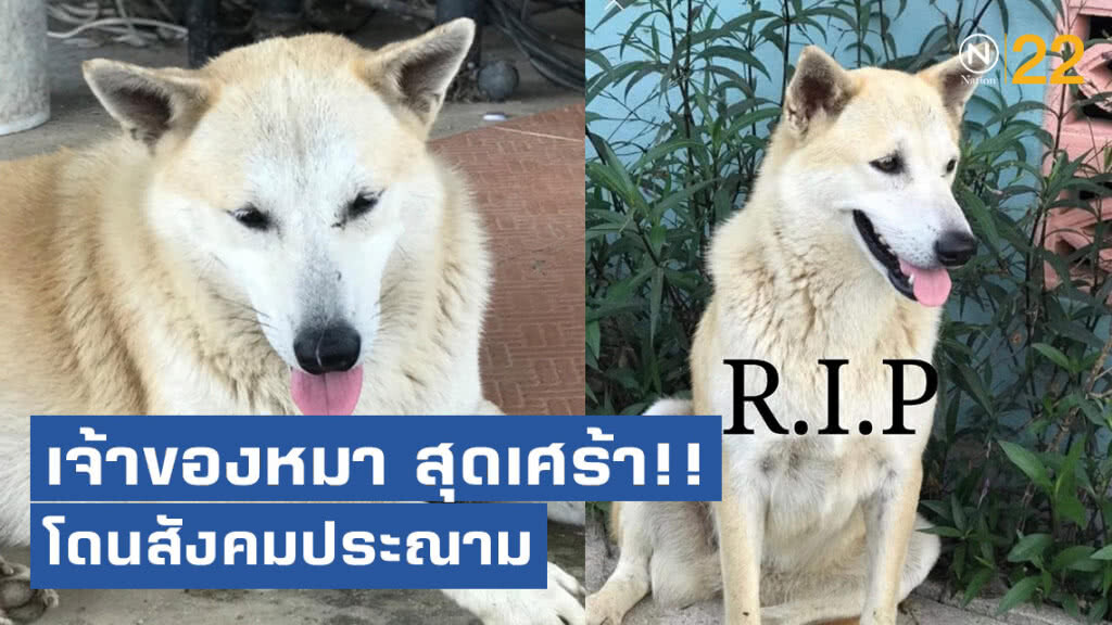 เจ้าของหมา สุดเศร้า โดนประณาม ผูกหมาไว้ท้ายรถขับลากตามถนนจนตาย