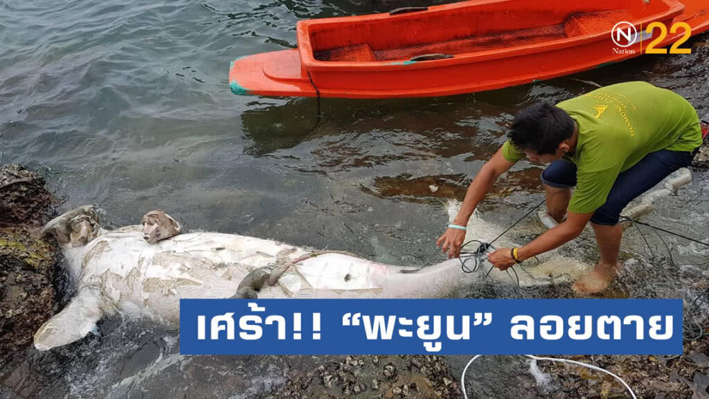 เศร้าอีก "พะยูน" ลอยตายหน้าหาดบนเกาะลันตา เศร้าอีก "พะยูน" ลอยตายหน้าหาดบนเกาะลันตา